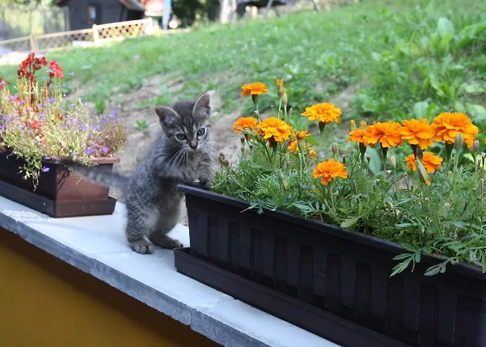 Letni Rekreacni Stredisko Schiffler Miroslav